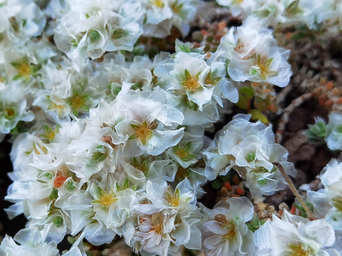 Paronychia argentea photo
